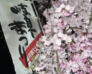 桜の写真